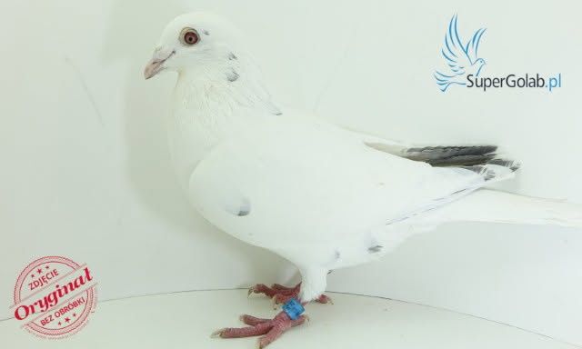 P.B Baranowscy x I.K.D Łepuch gołąb pocztowy