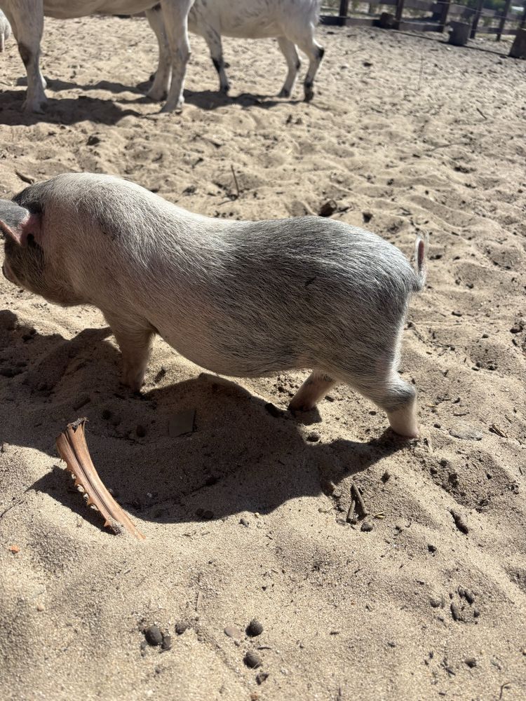 Mini Pig / Porco Anão