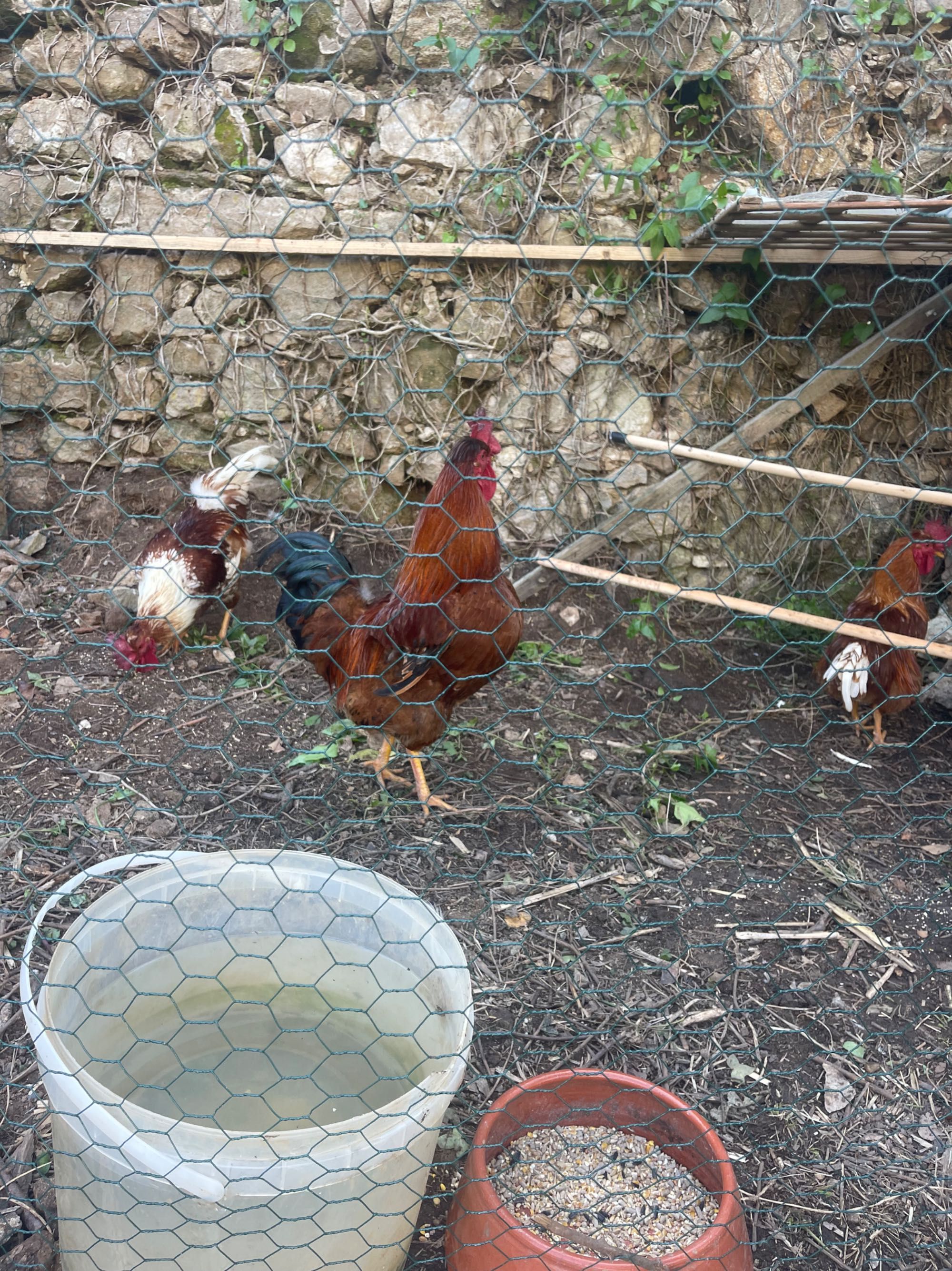 Galos de Quinta: cobrição / abate