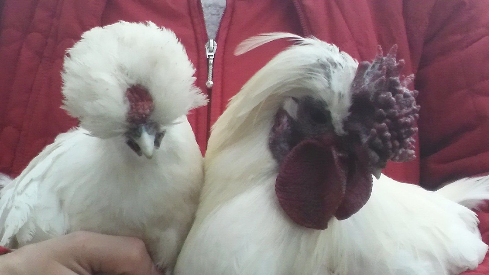 Голландская белохохлая и китайская шёлковая карлик инкубационное яйцо.