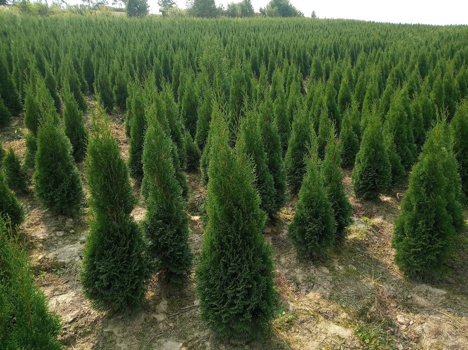 Tuja brabant 200cm, szmaragd , dowóz gratis, SADZIMY