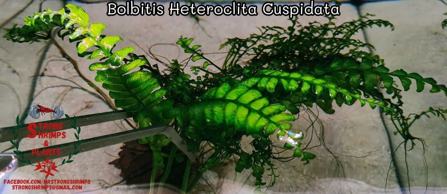 Bolbitis Heteroclita Cuspidata