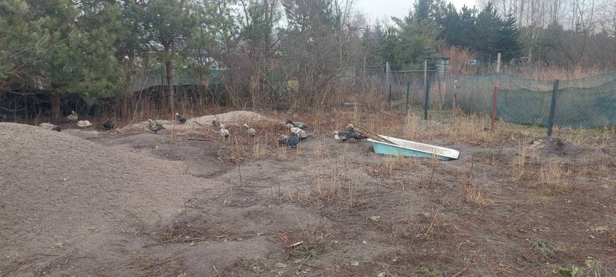 Gęsi garbonose kaczki francuskie kogut Liliputki Karzełeki Parki 24/25