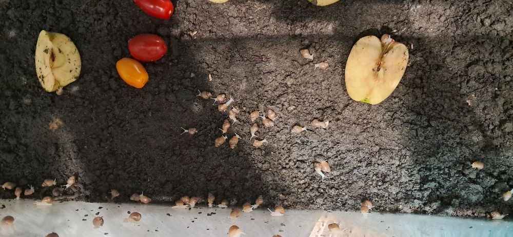 Młode ślimaki afrykańskie