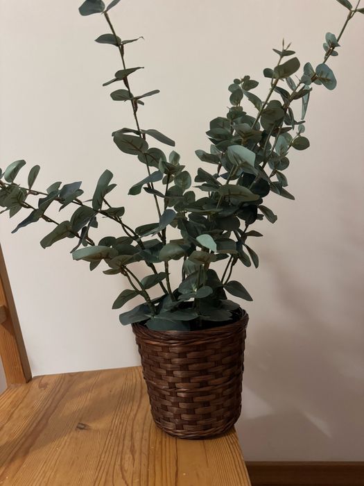 Sztuczny eukaliptus ikea