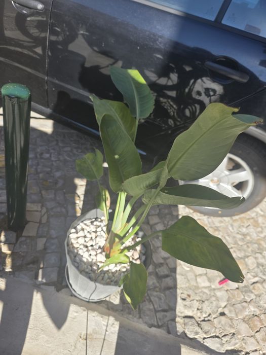Plantas Naturais