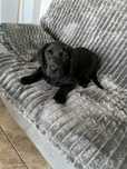 Labrador retriver