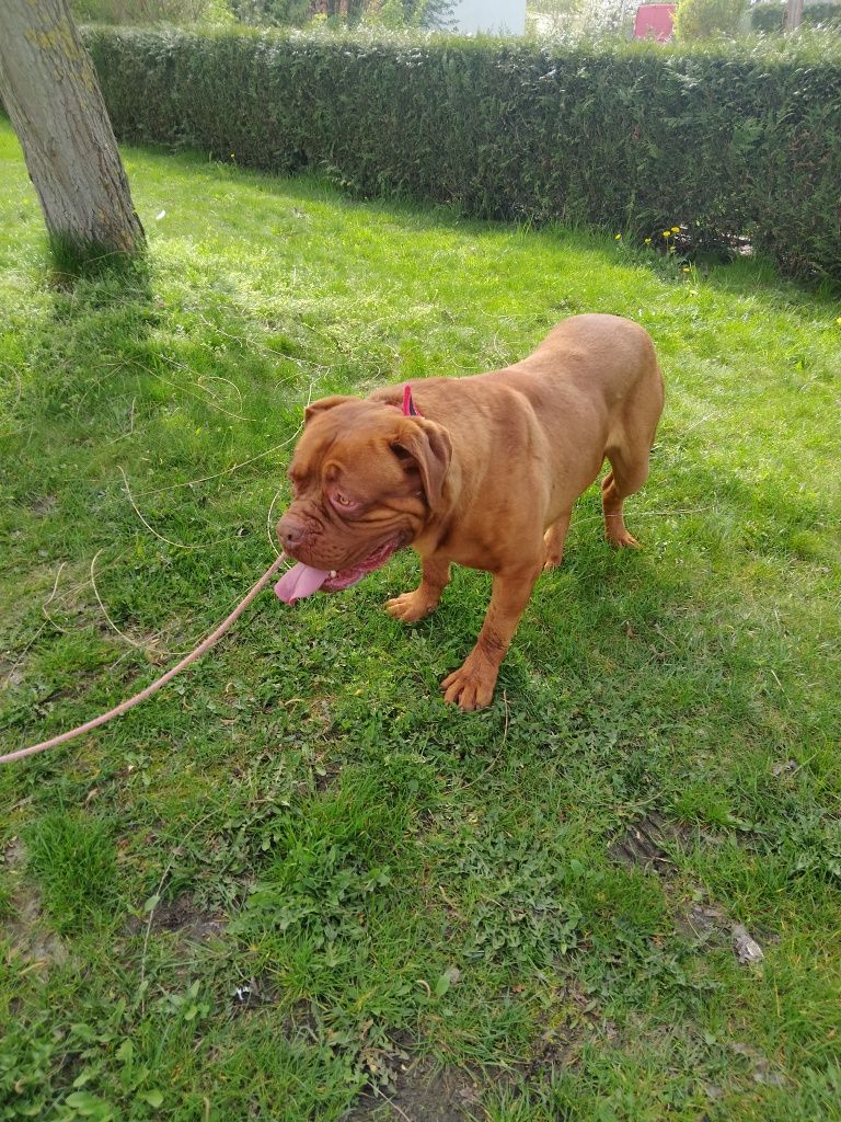 Sprzedam psa dog de bordeaux