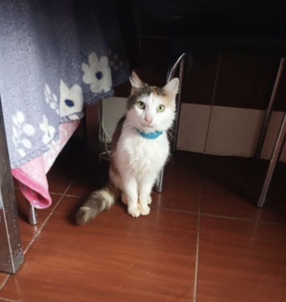 Киця шукає новий дім, віддамо в добрі руки!