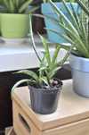 Sansevieria comet NN