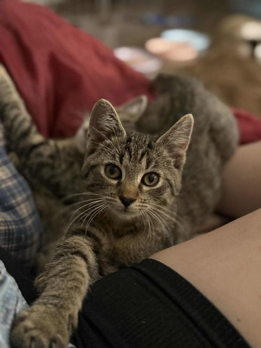 Kotka Brawurka do adopcji