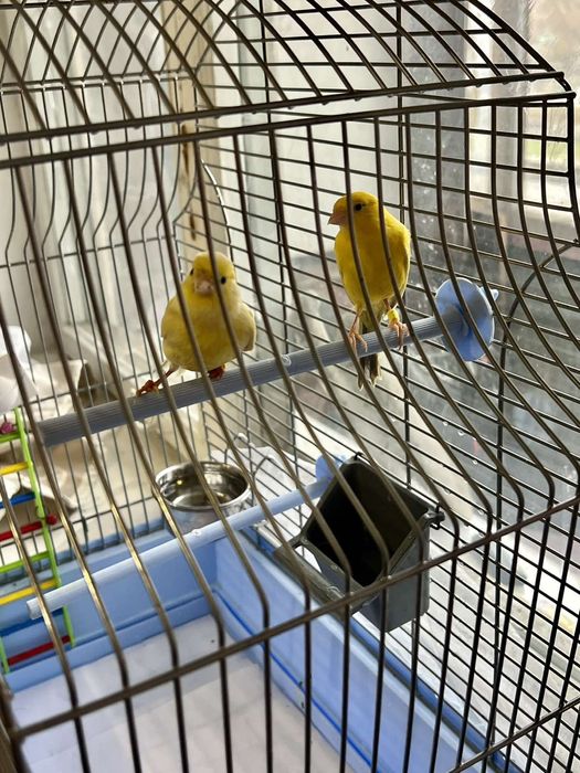 Продам клетку для Конора!!! Срочно!!!