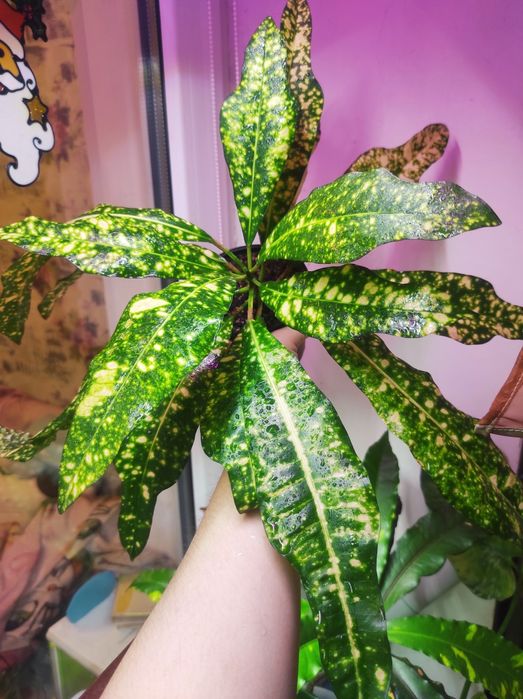 Кротон Golden king/Кротон Золотой король