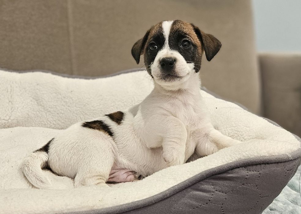 Piesek jack russell ZKwP FCI
