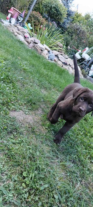 Labrador Retriever Czekoladowa suczka Zkwp/FCI