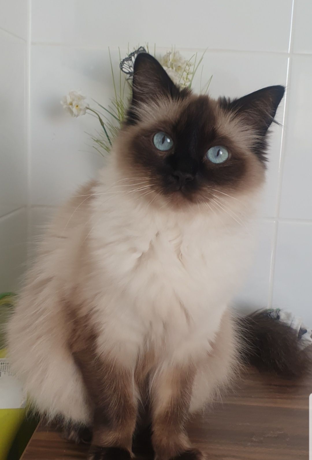 Kocurek kotki Ragdoll rodowód FPL
