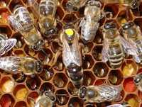 Бджоли бджолопакети