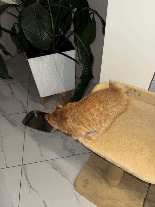 Котика курильсбкого бобтейла