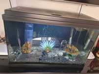 Lindo aquario completo