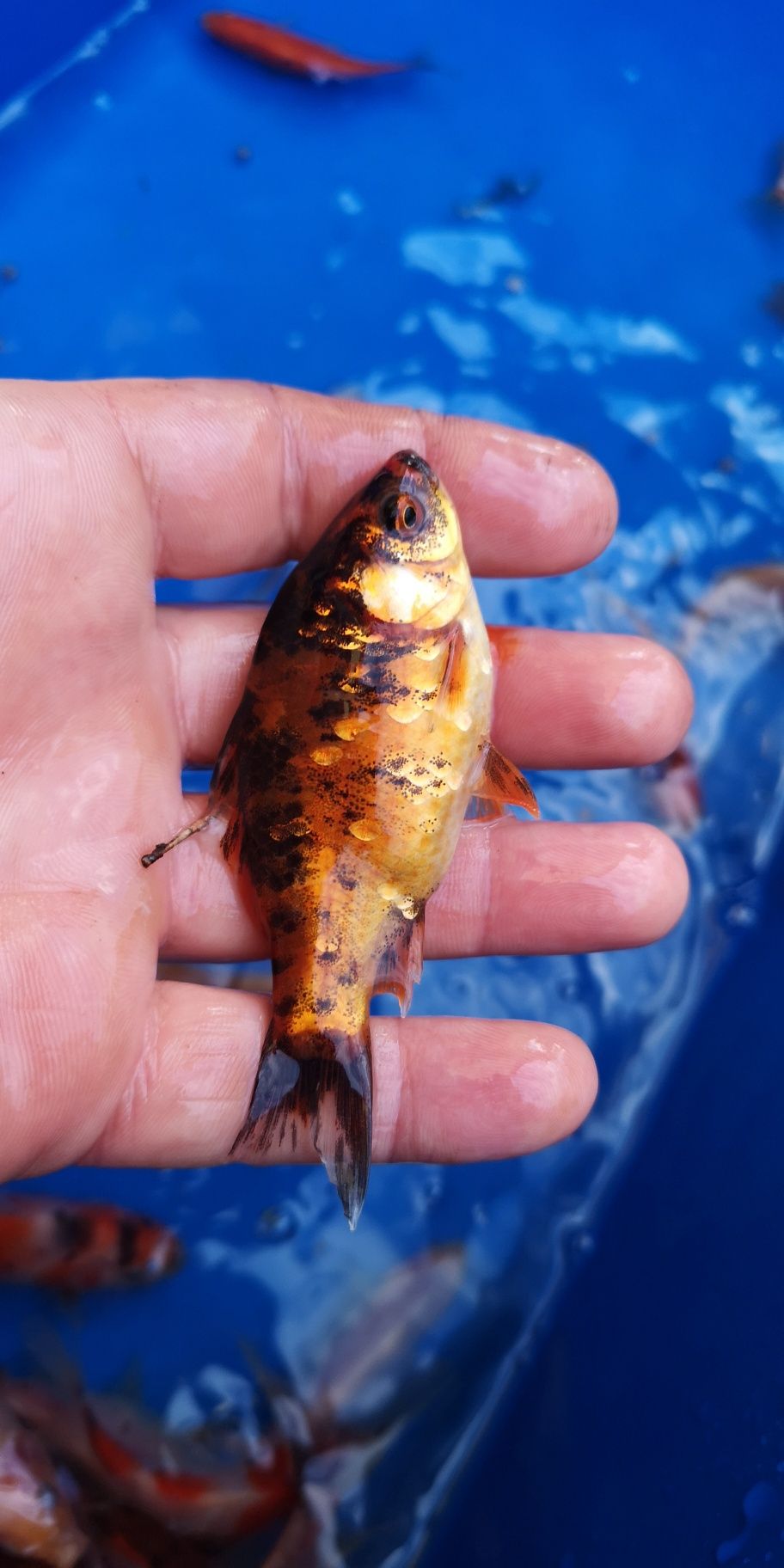Karaś shubunkin kolorowy narybek 10cm