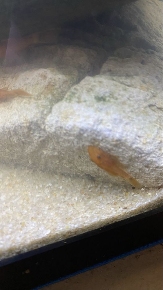 Ancistrus Red
