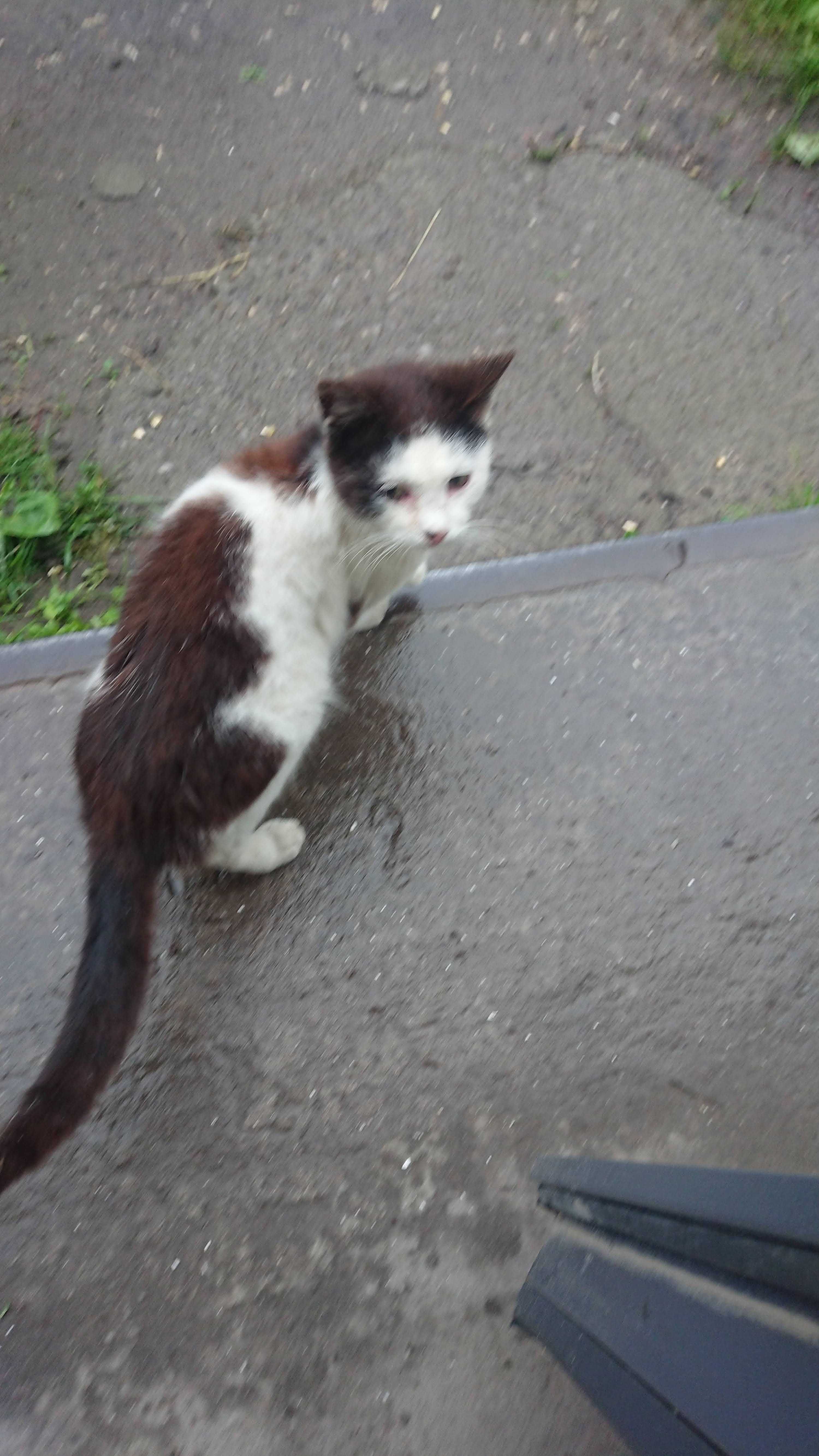 котик кошеня грайливе