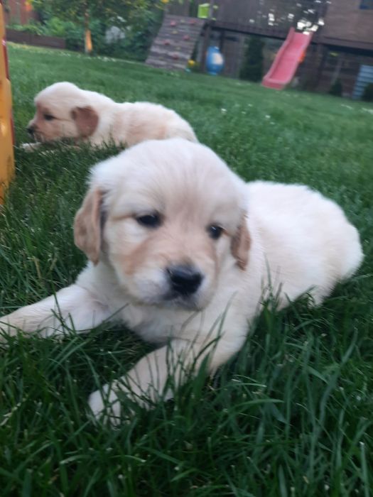 Szczeniak Golden Retriever