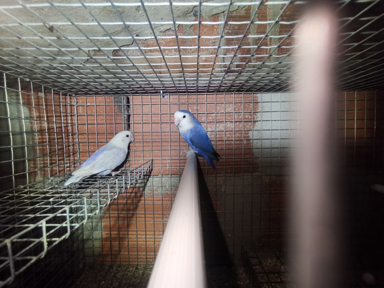 Casal de agapornis