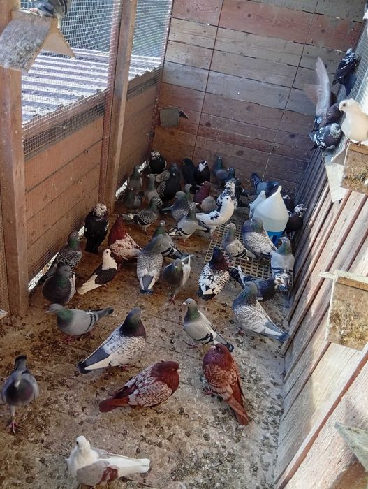 Ryś Polski mewka Polska garlacze