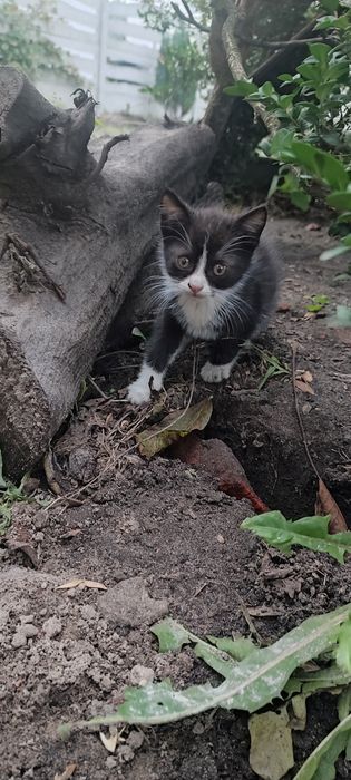 Oddam kotki za darmo