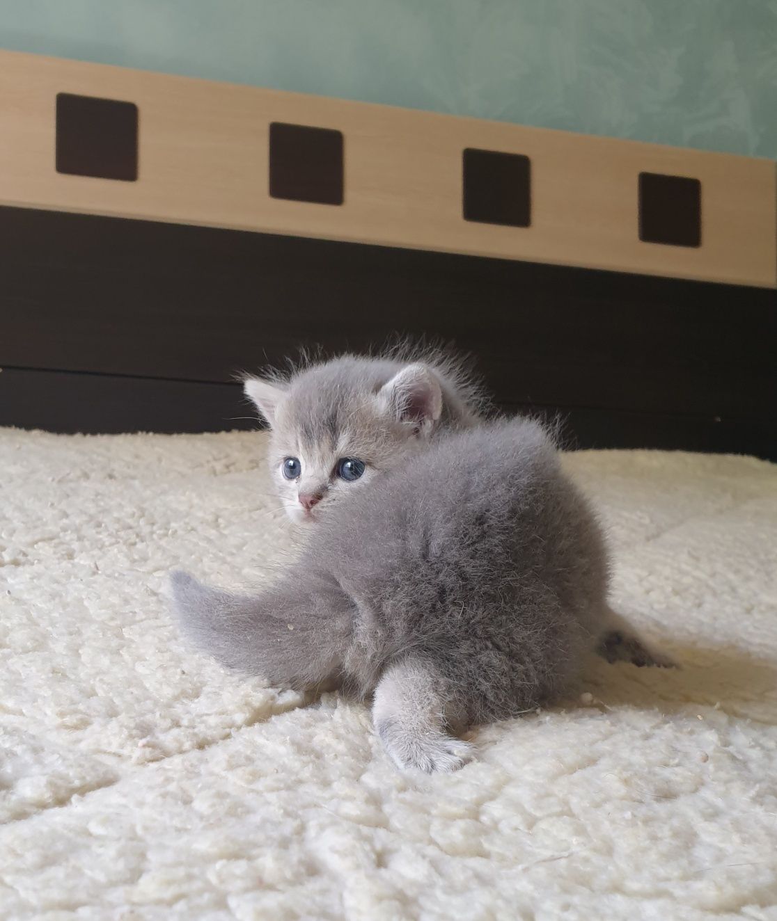 Британские котята