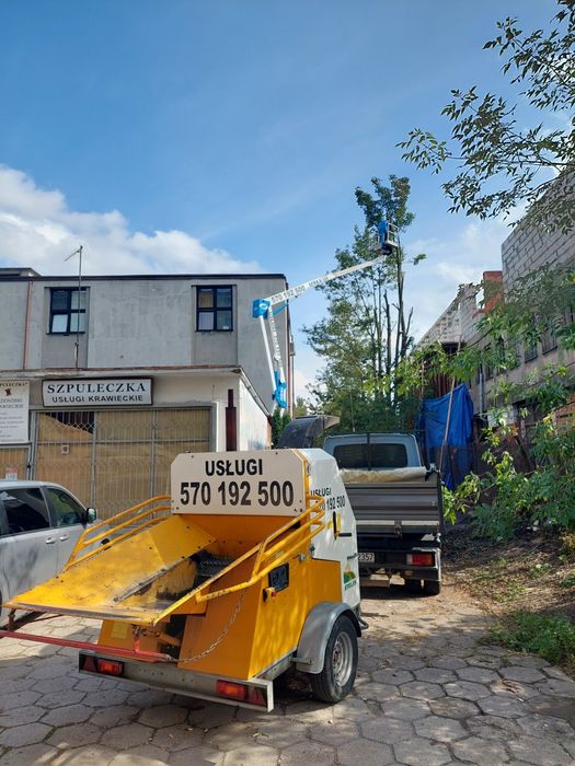 Przycinanie drzew wycinka usługi rębak frezowanie korzeni