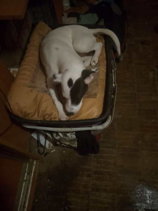 Щенки в хорошие руки