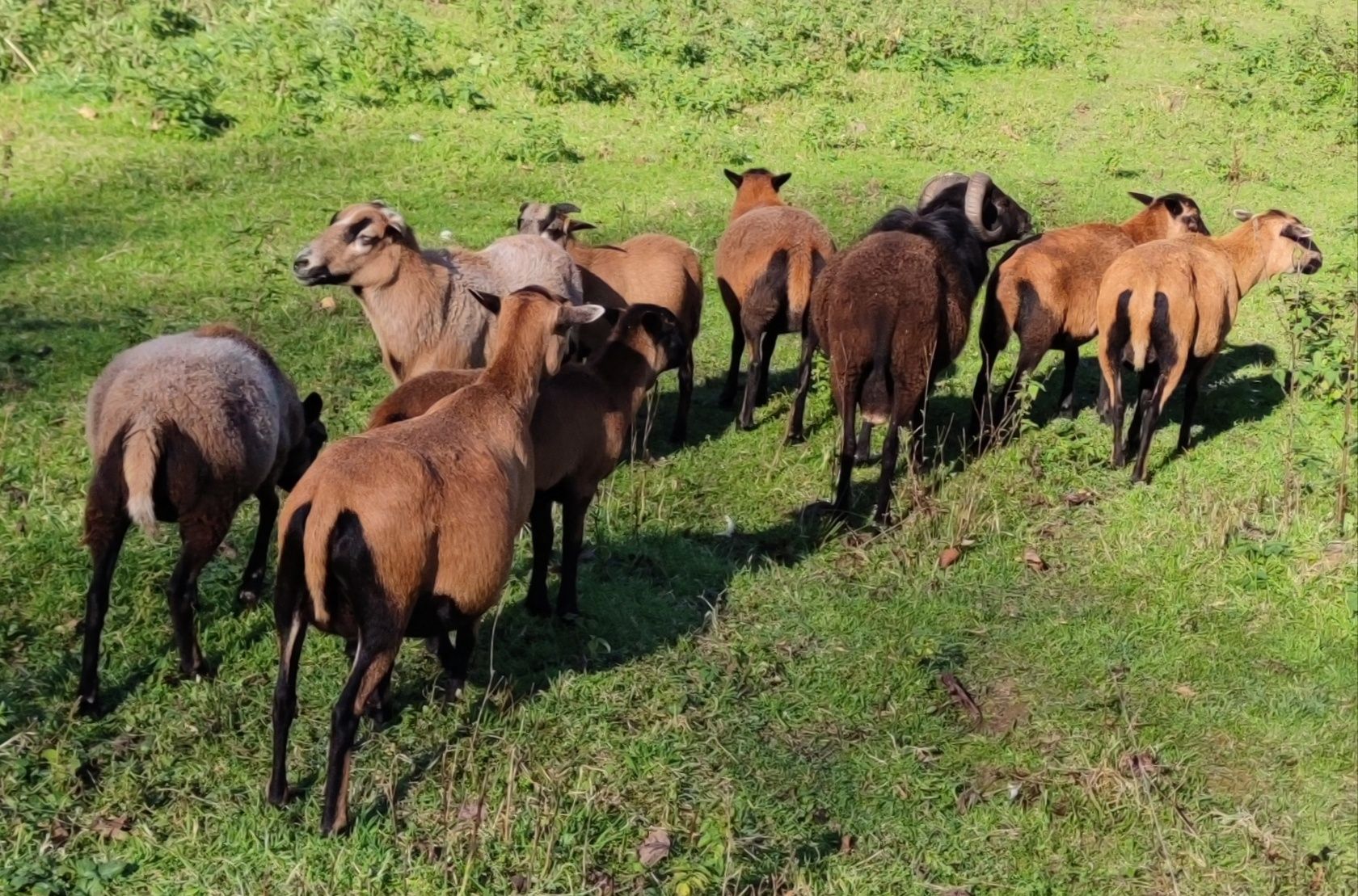 Owce owieczki brany tryczki kameruńskie