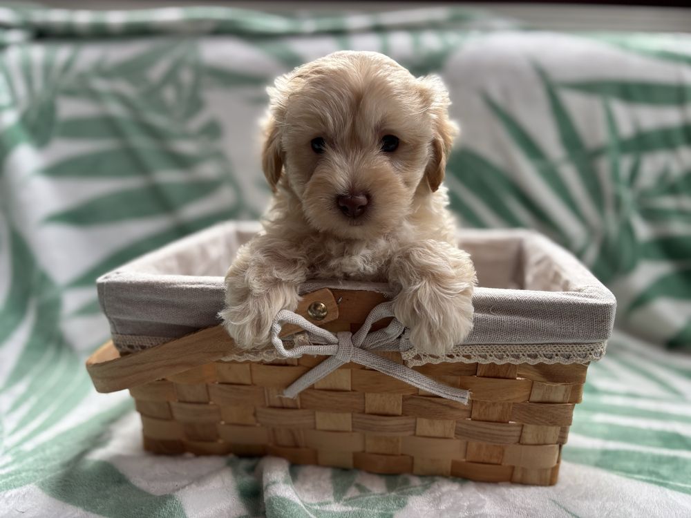 Piesek maltipoo f1 Figaro