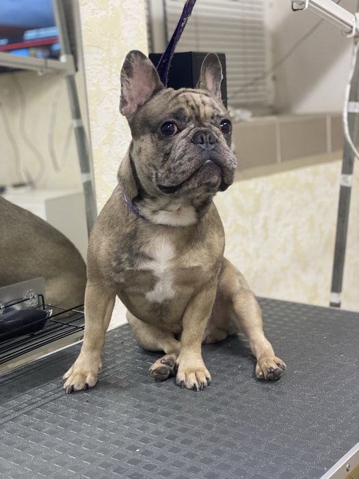 Стрижка Груминг Південне