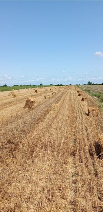 Продам солому в тюках.Зерно ячменя.
