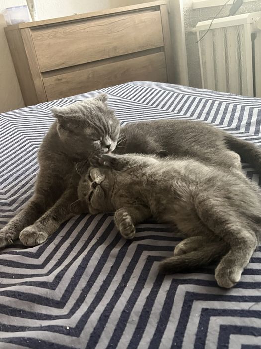 Чудова прямовуха дівчинка . Шотландські кошенята . Страйт