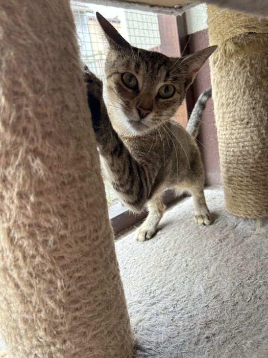 Tigra - poleca się do adopcji .