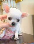 Chihuahua **Mini**Piesek z Rodowodem. Po kwarantannie.