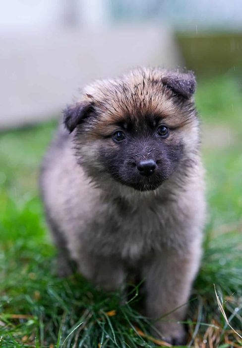 Oddam w dobre ręce szczenięta - Mają i Gucio