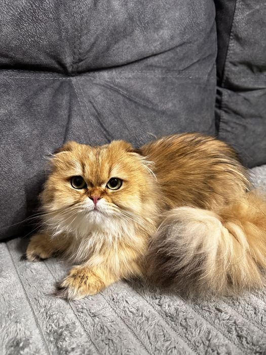 Кошечка золотая шиншила