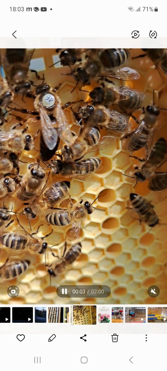 Бджолині сім'ї,відводки бджолопакєти