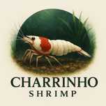 Camarões ornamentais Caridina Cantonensis Crystal Red Shrimp