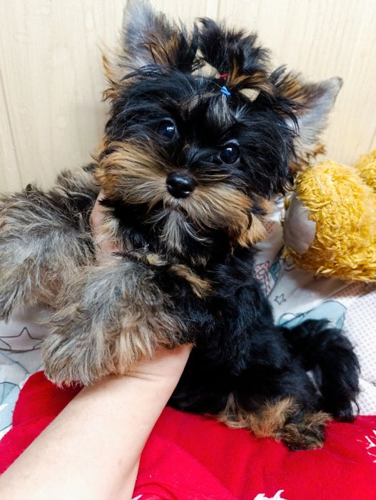 Йорк міні хлопчик 3 місяці