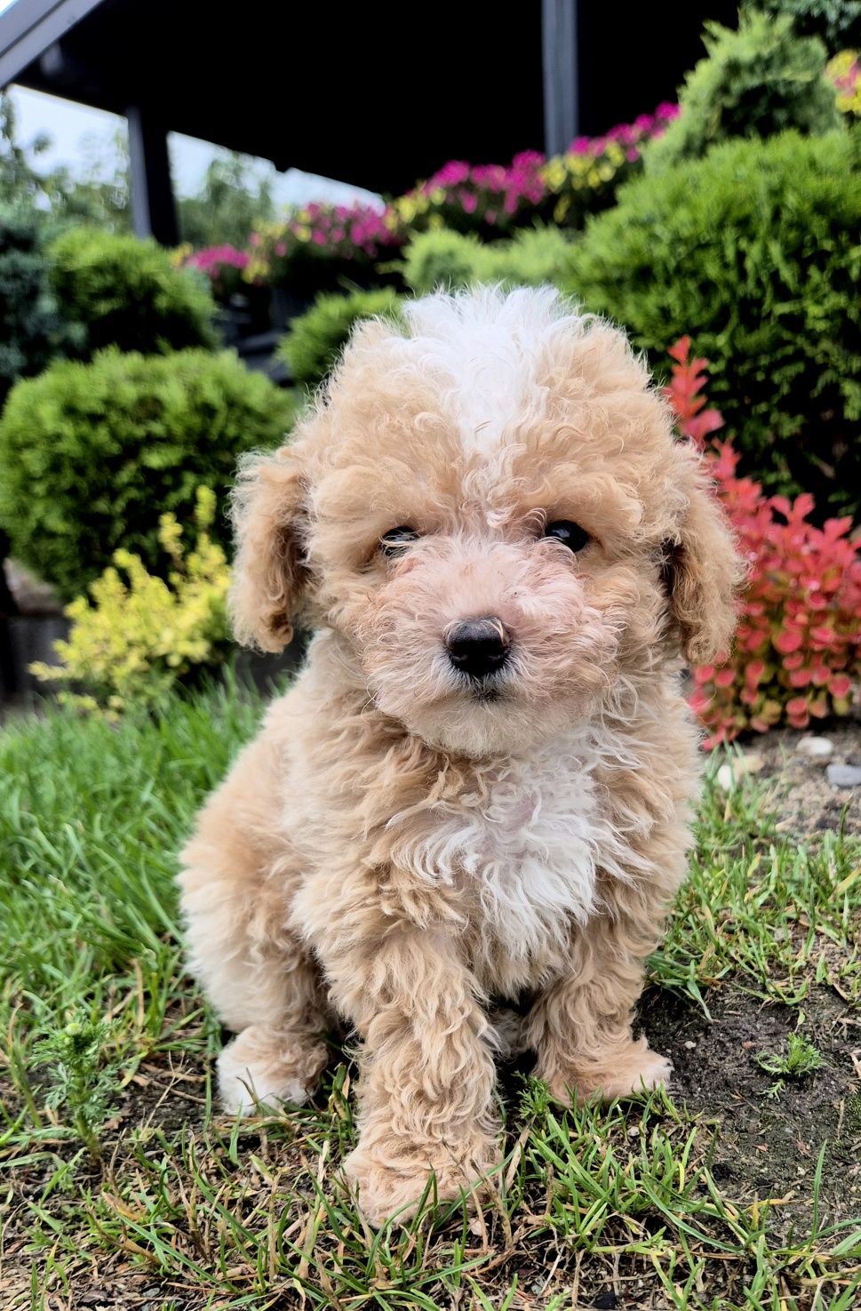 Maltipoo Samczyk hybryda ras