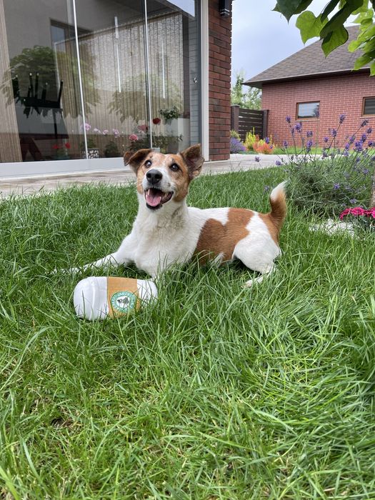 Джек рассел віддається лише у хорошу сімʼю