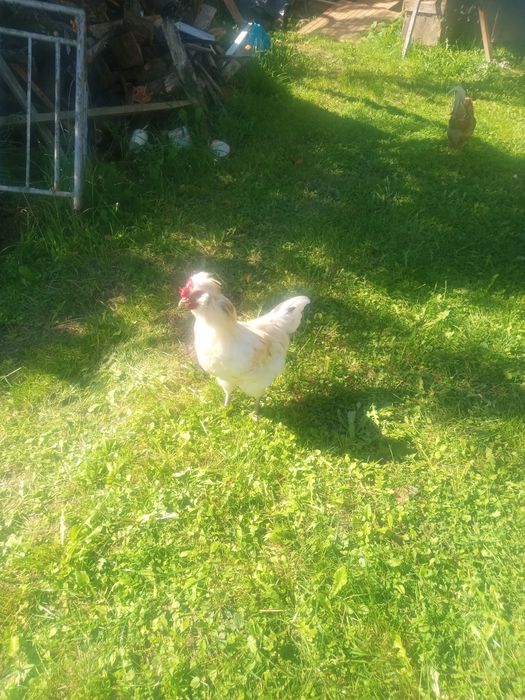 Dwa koguty z własnej hodowli sprzedam lub zamienię