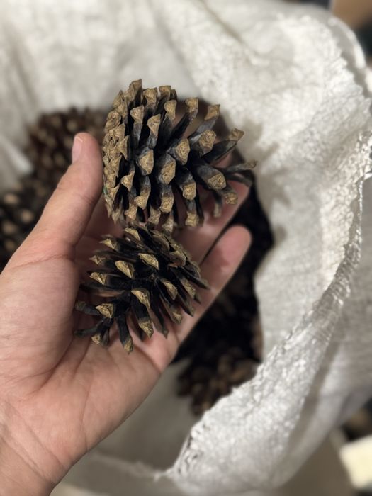 Натуральні відбірні шишки сосни / соснові шишки