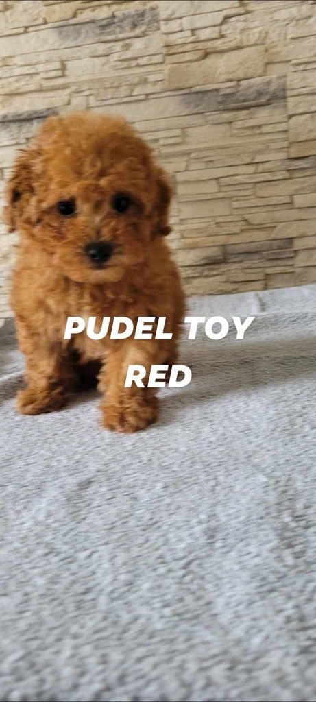 Pudelek toy red piesek